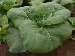 Chou Pack choi white